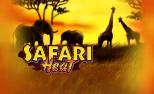 Safari Heat